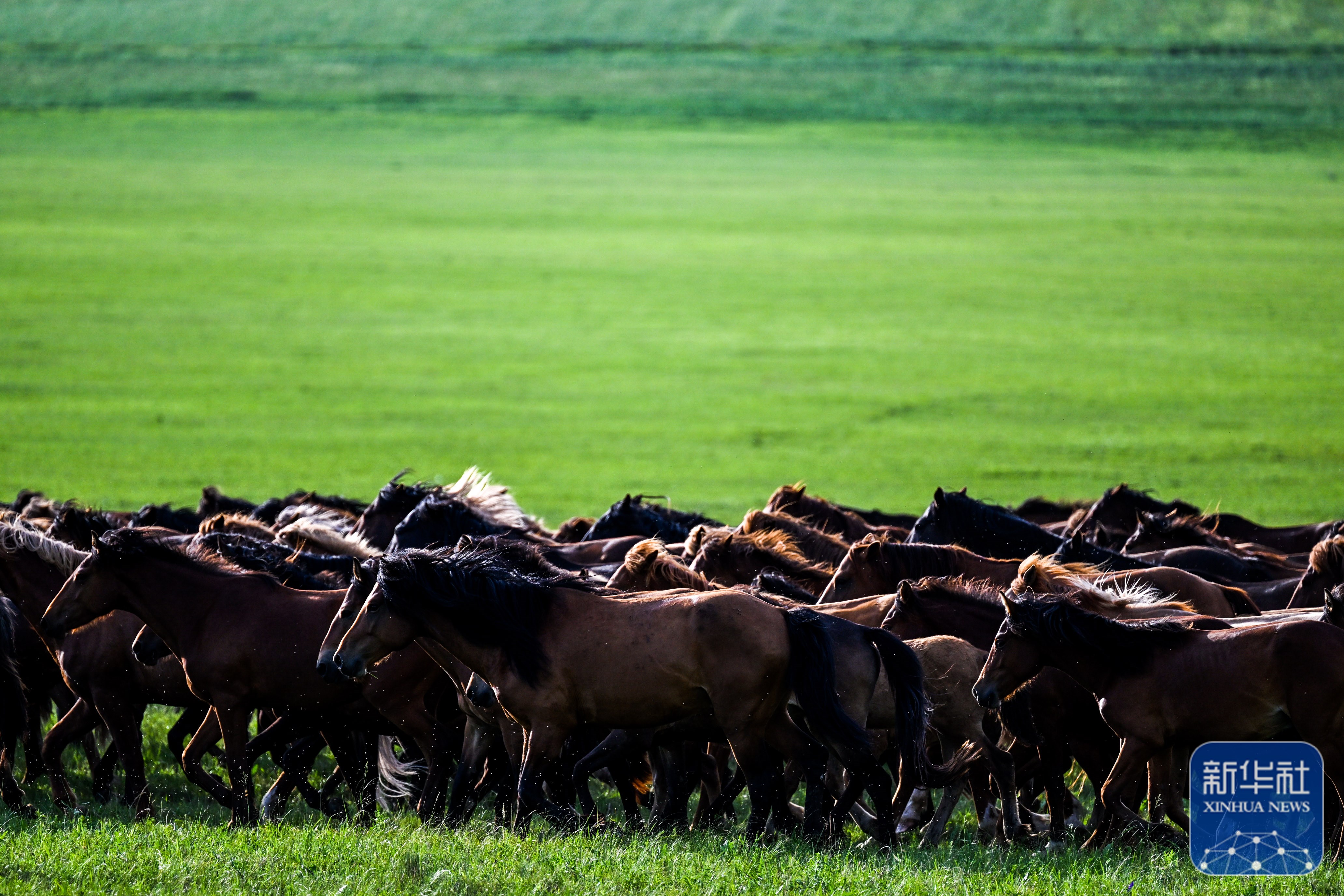 美丽中国丨夏日额仑草原