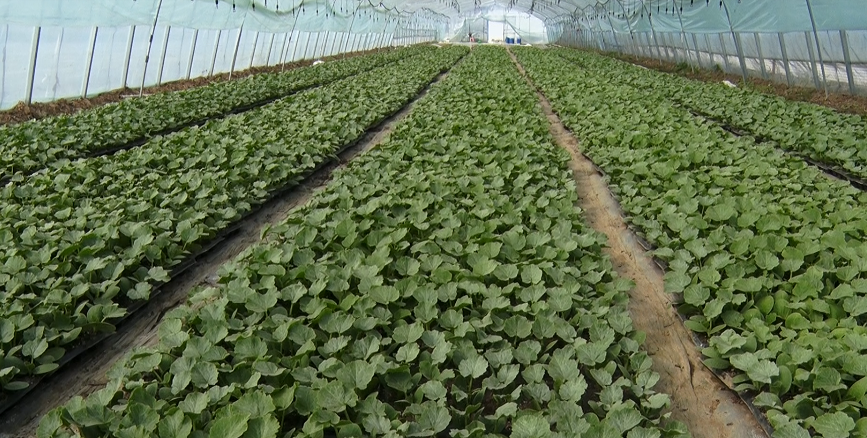 河南叶县:最是一年春好处 贝贝南瓜移栽忙