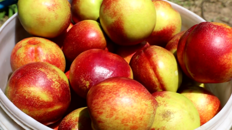 「乡村振兴齐鲁样板」菏泽定陶:百亩桃园喜丰收 群众致富"黄金果"