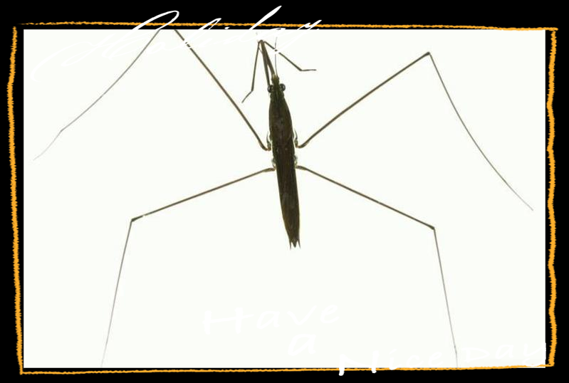 水黾:一种灵活的水生昆虫,身体构造引研究热议