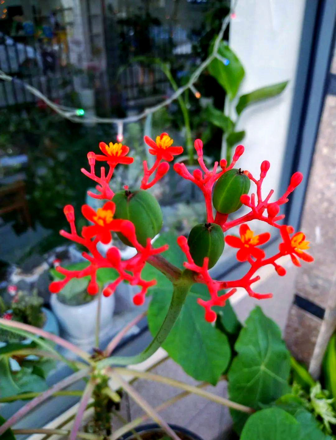 佛肚海棠:四季花开,盆景之选,适合忙碌与懒人养护!