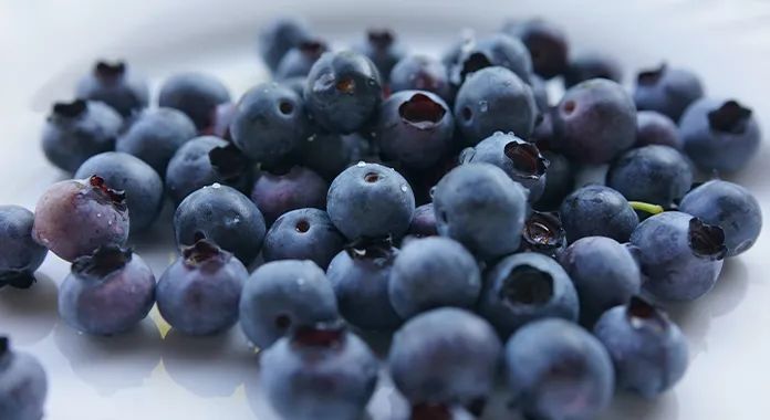 hortifrut秘鲁公司即将推出3个新品种蓝莓