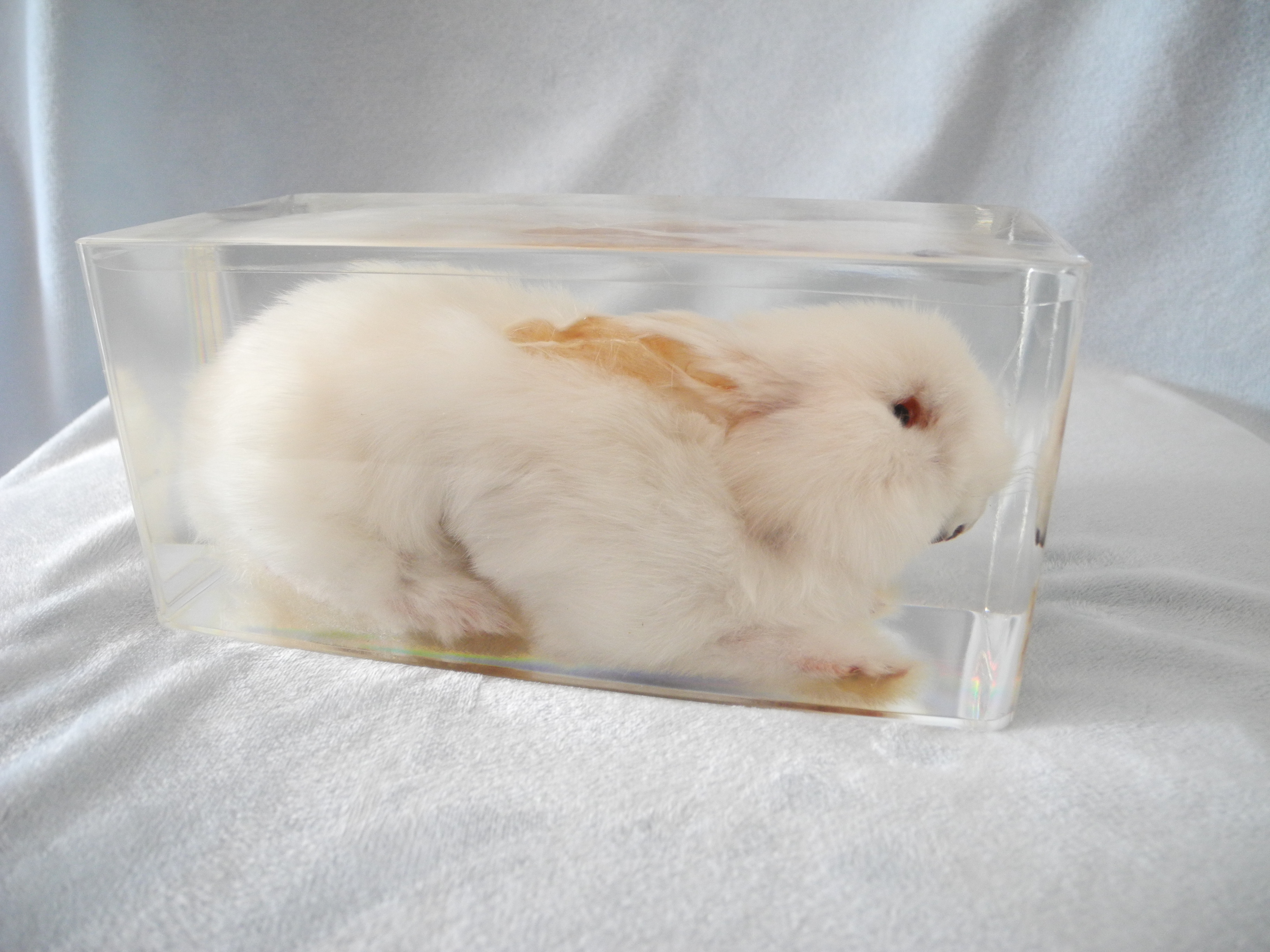 制作兔子标本的顺序