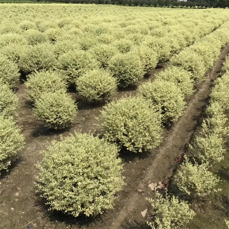 金姬小蜡球栽培技巧和繁殖方法有哪些