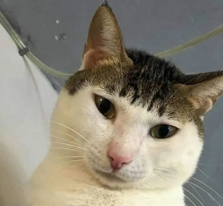 今有打工狗,考研狗,而你又是什么狗?