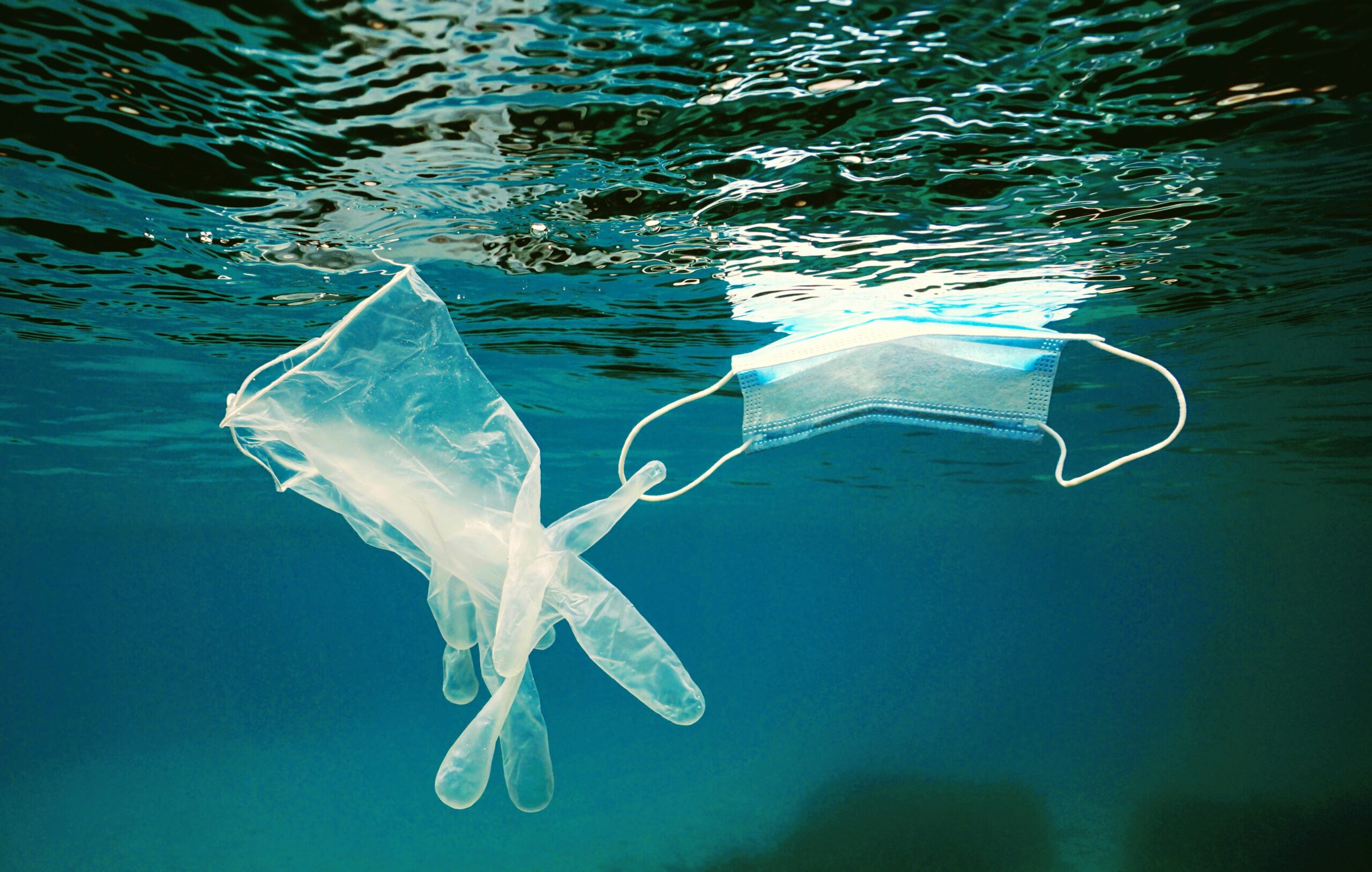 从猫到海豹,《科学报告》新研究:微塑料能将陆地病原体带入海洋