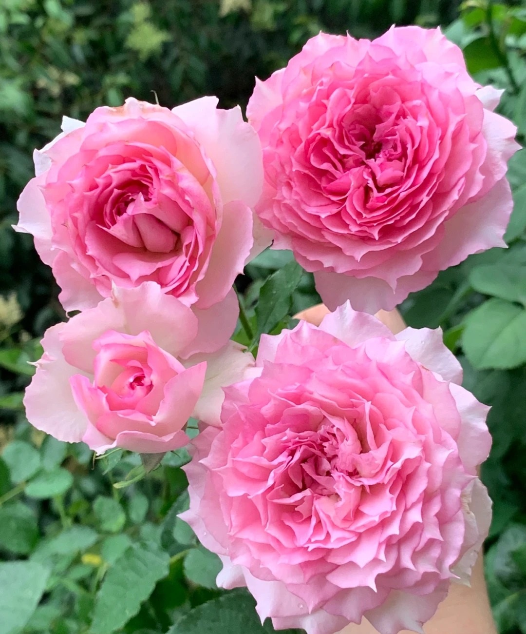 长得像牡丹的月季,花美香浓,开花勤快,几乎无刺,很适合阳台养