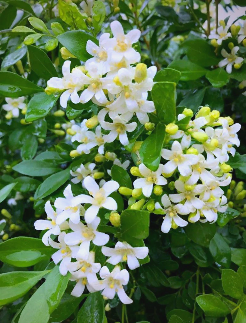 七里香的独特魅力:从花香到药用,全解读