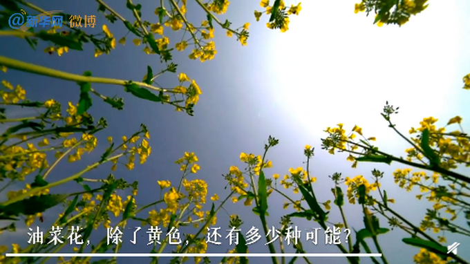 好看!江西农业大学培育出38种颜色油菜花,令人眼前一亮