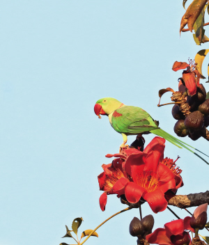 野生亚历山大鹦鹉现身龙陵