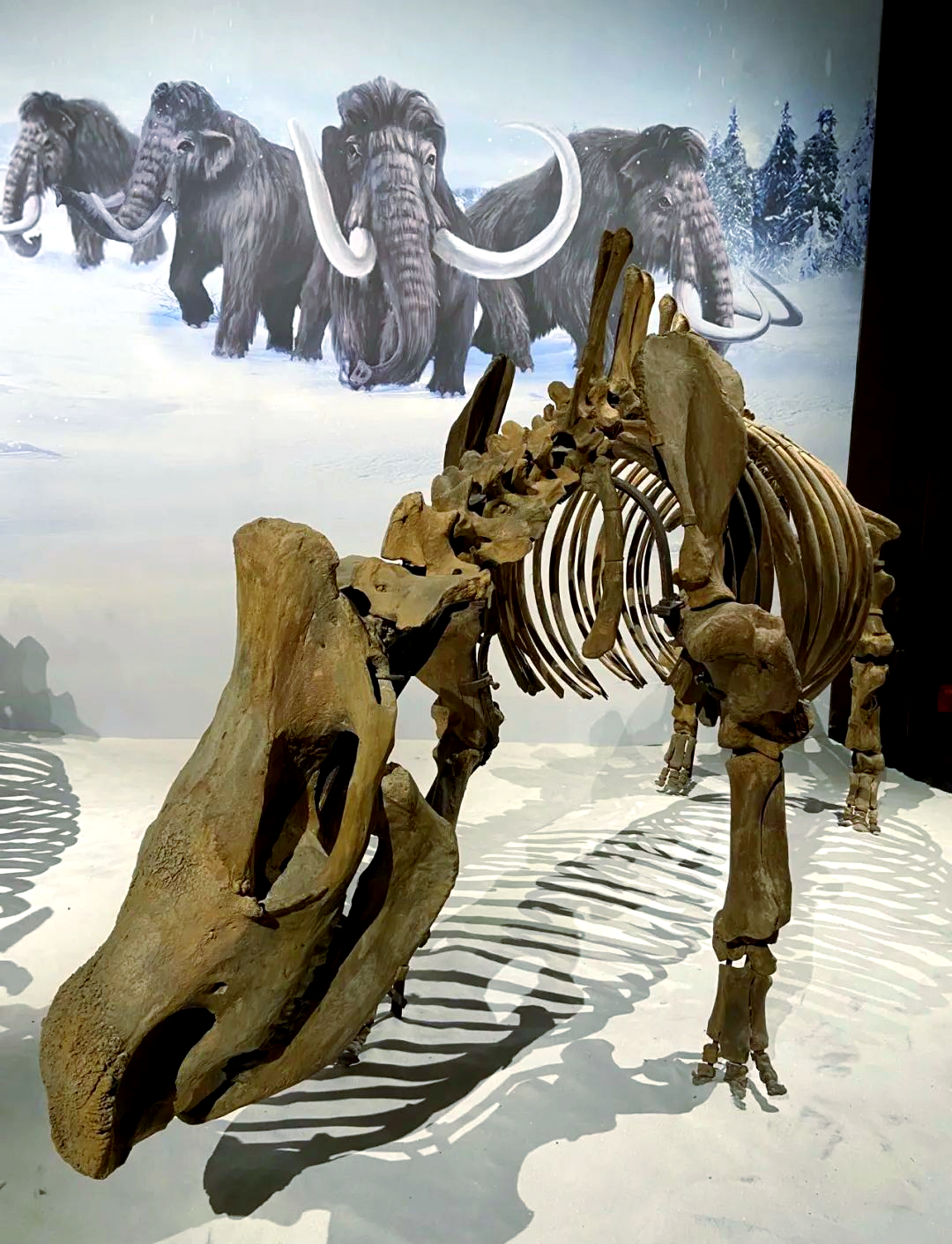 披毛犀:一种具有独特御寒能力的史前生物