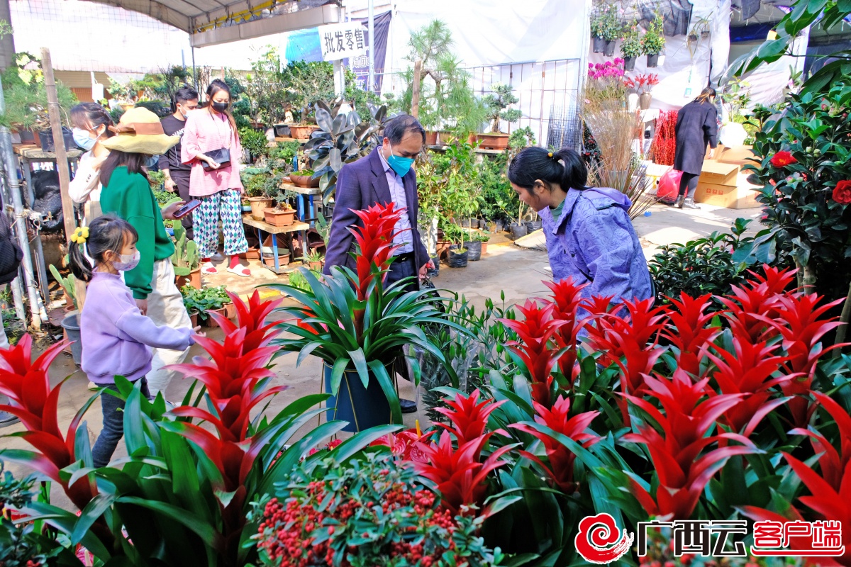 廣西花鳥市場迎春花市人氣旺