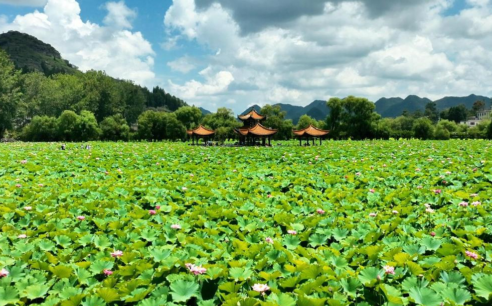 大美贵州|安龙招堤接天莲叶无穷碧