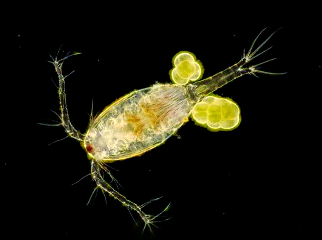 节肢动物的多样种类介绍