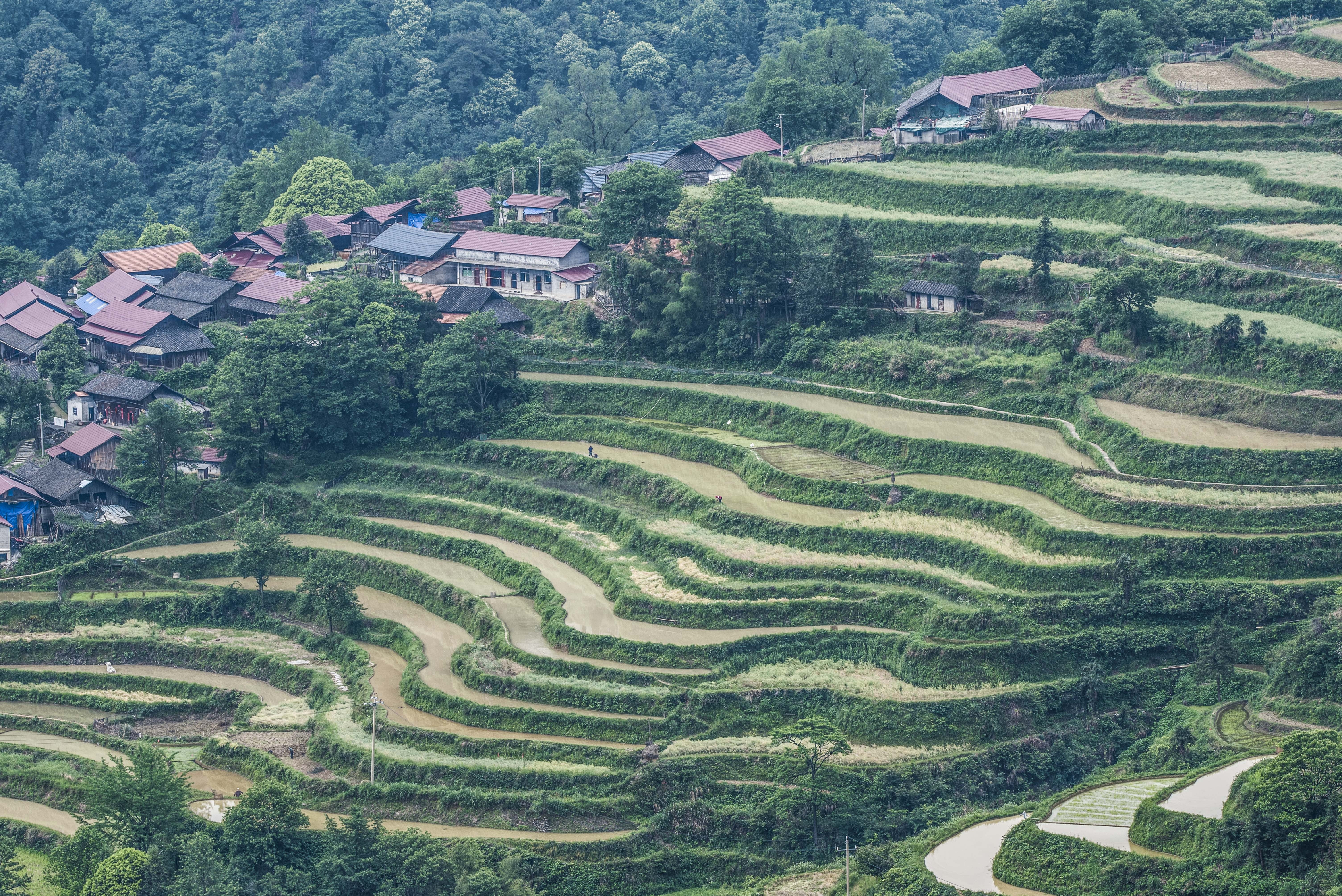 山区梯田风景图片图片