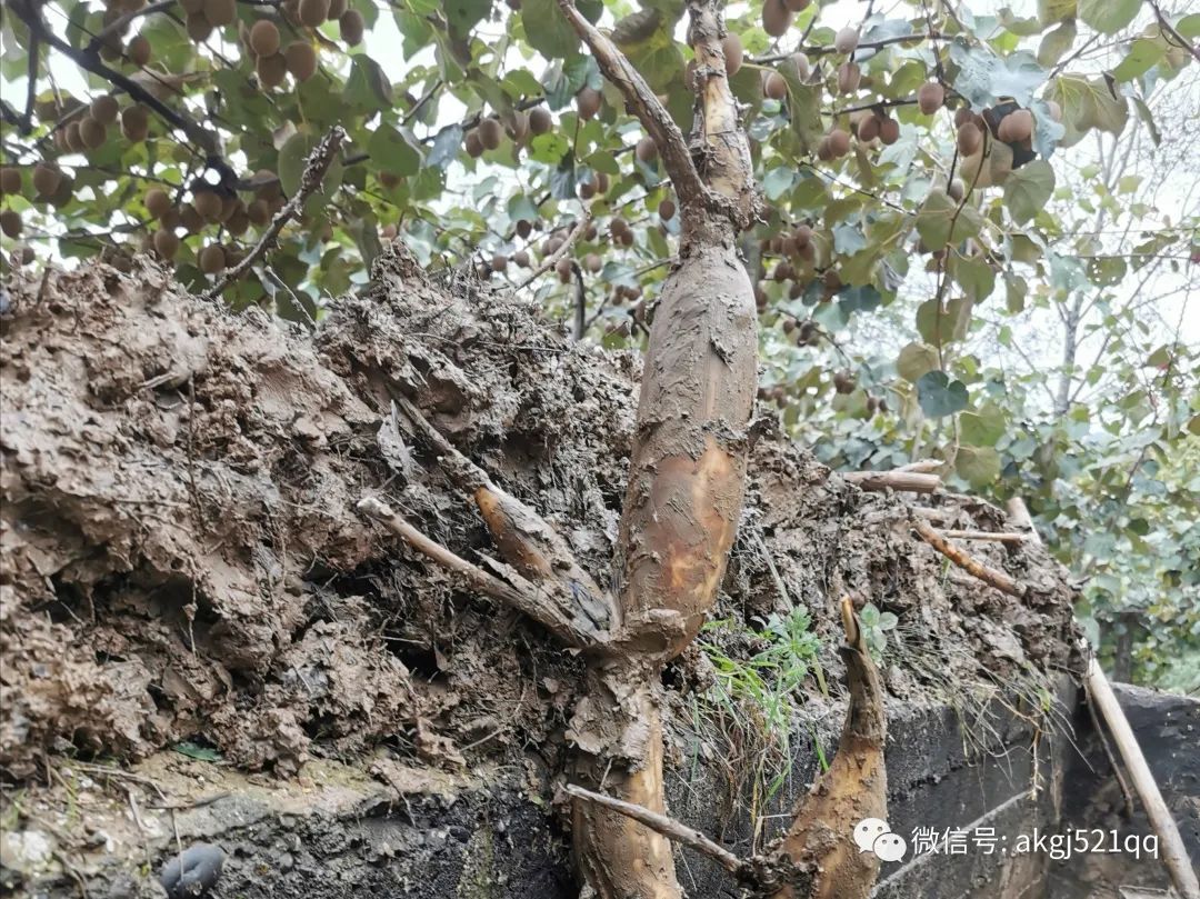 天冷了雨多了,又到了秋天吃藕的季节,雨后挖莲藕随拍!