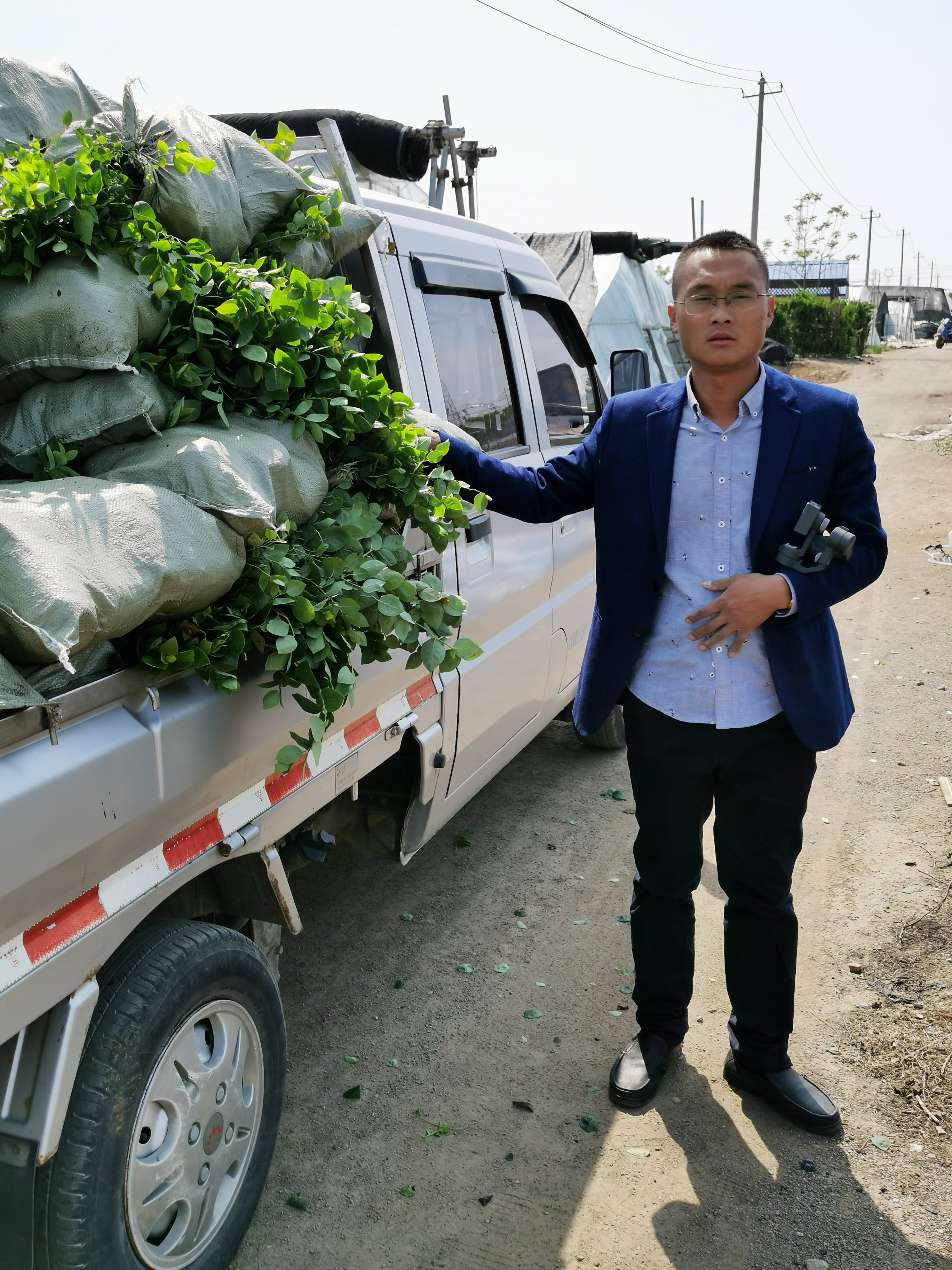 法新藍莓苗栽植技術 2年生法新藍莓苗價格