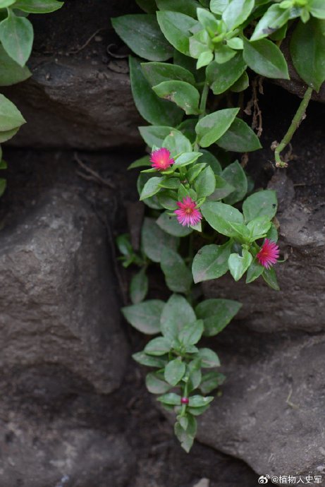 心叶日中花,在市场上经常被叫做穿心莲,有朋友喜欢吃不?