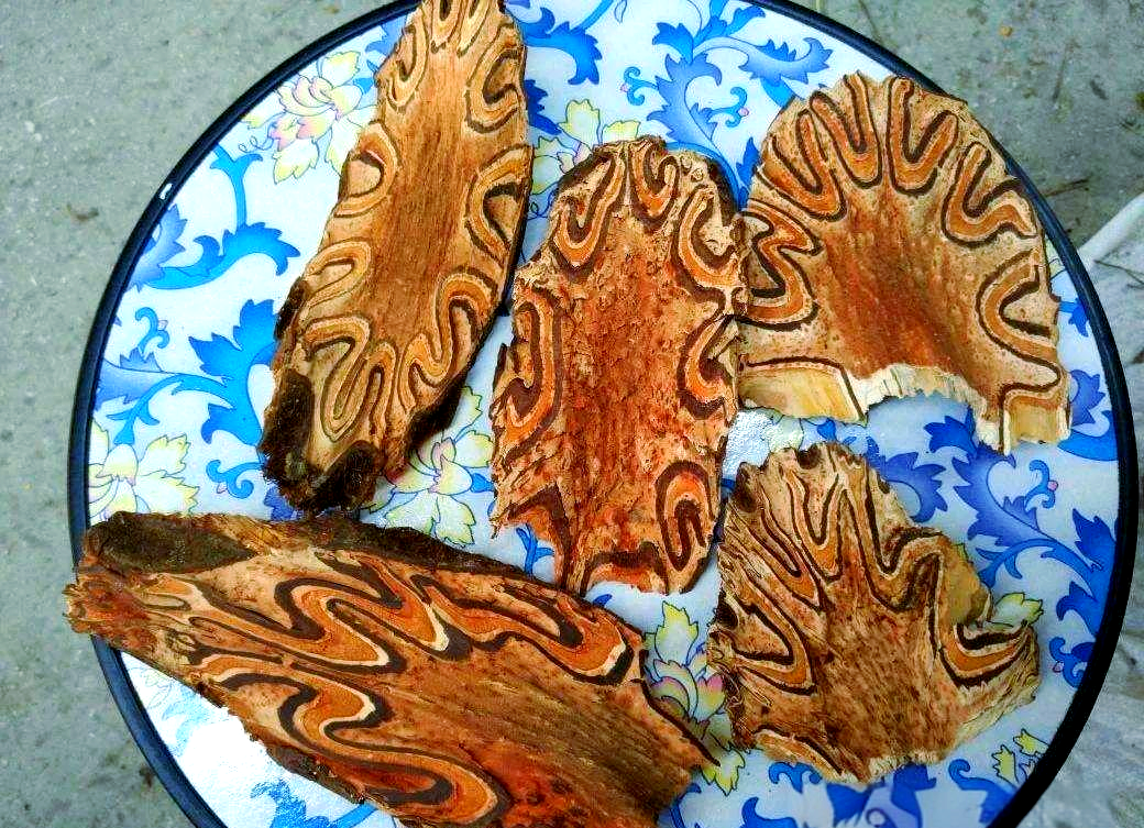 介绍一种特别的中草药