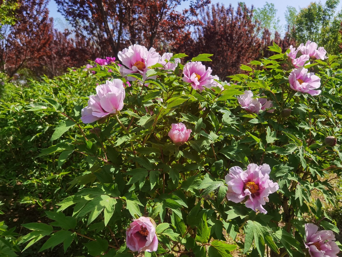 宁夏金贵牡丹香