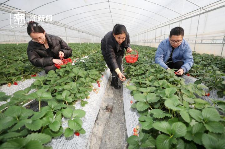 建德草莓采摘图片