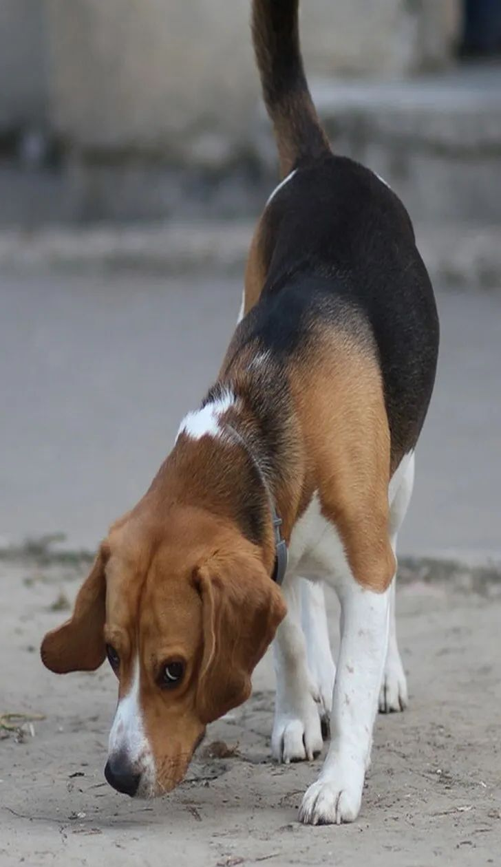 ȱ