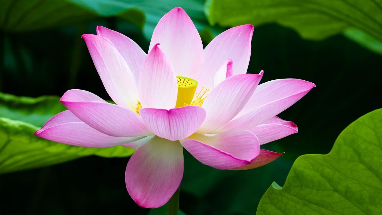 图集:分享一组高清荷花壁纸,欢迎收藏!