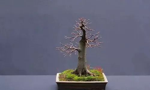 直杆式盆景,顶天立地