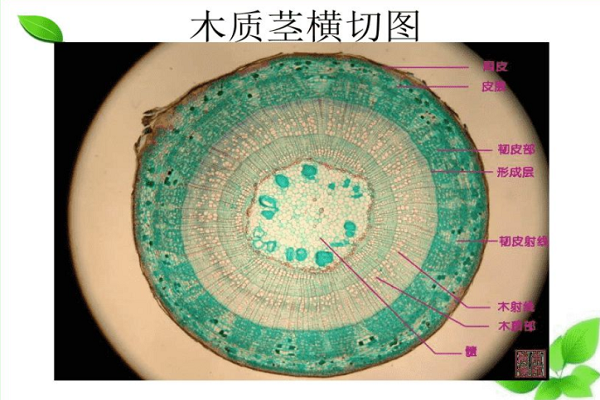 双子叶植物细胞结构图图片