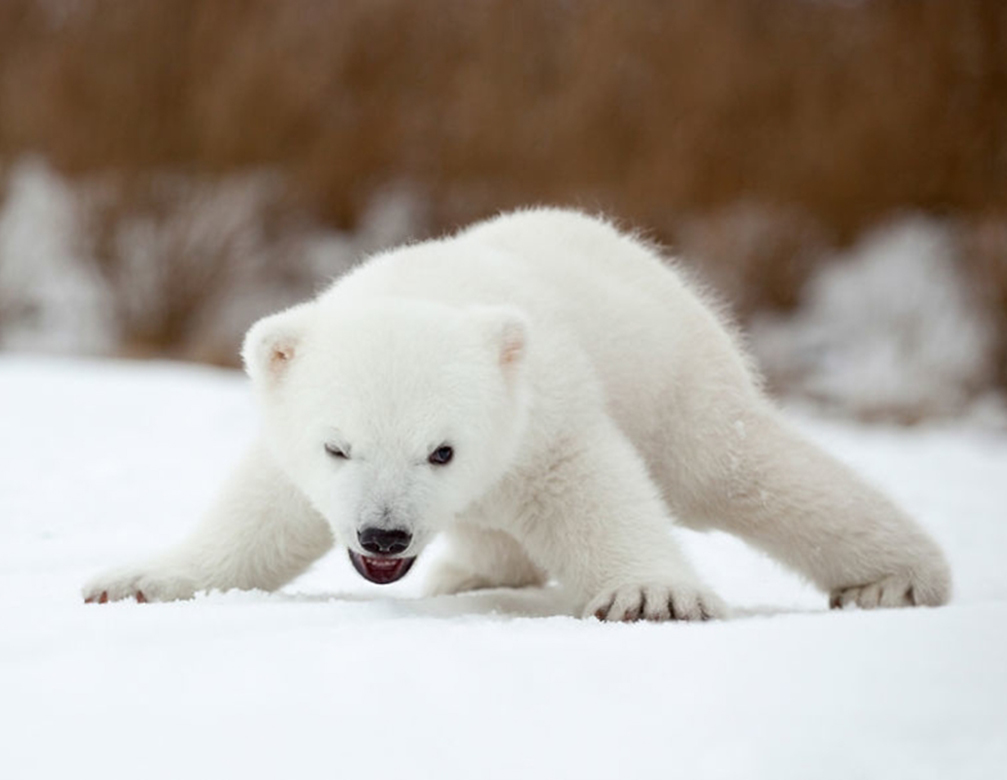 超可爱的野生动物宝宝图片,萌态十足!