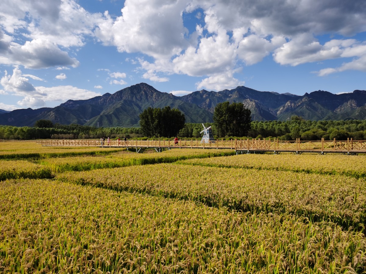 在如画美景中健步悦骑,北京最大平原造林地块今起变公园