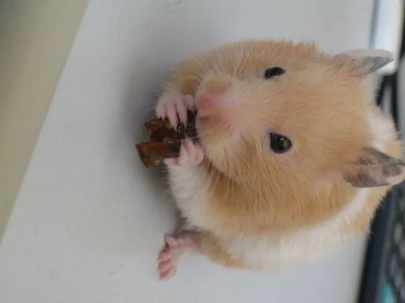 属鼠的婚姻,最糟糕的婚配:老天爷也流泪?生肖鼠一生几次婚姻?