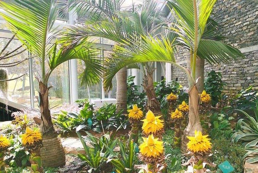 "泉"在济南过五一|济南植物园里的"热带雨林"秘境