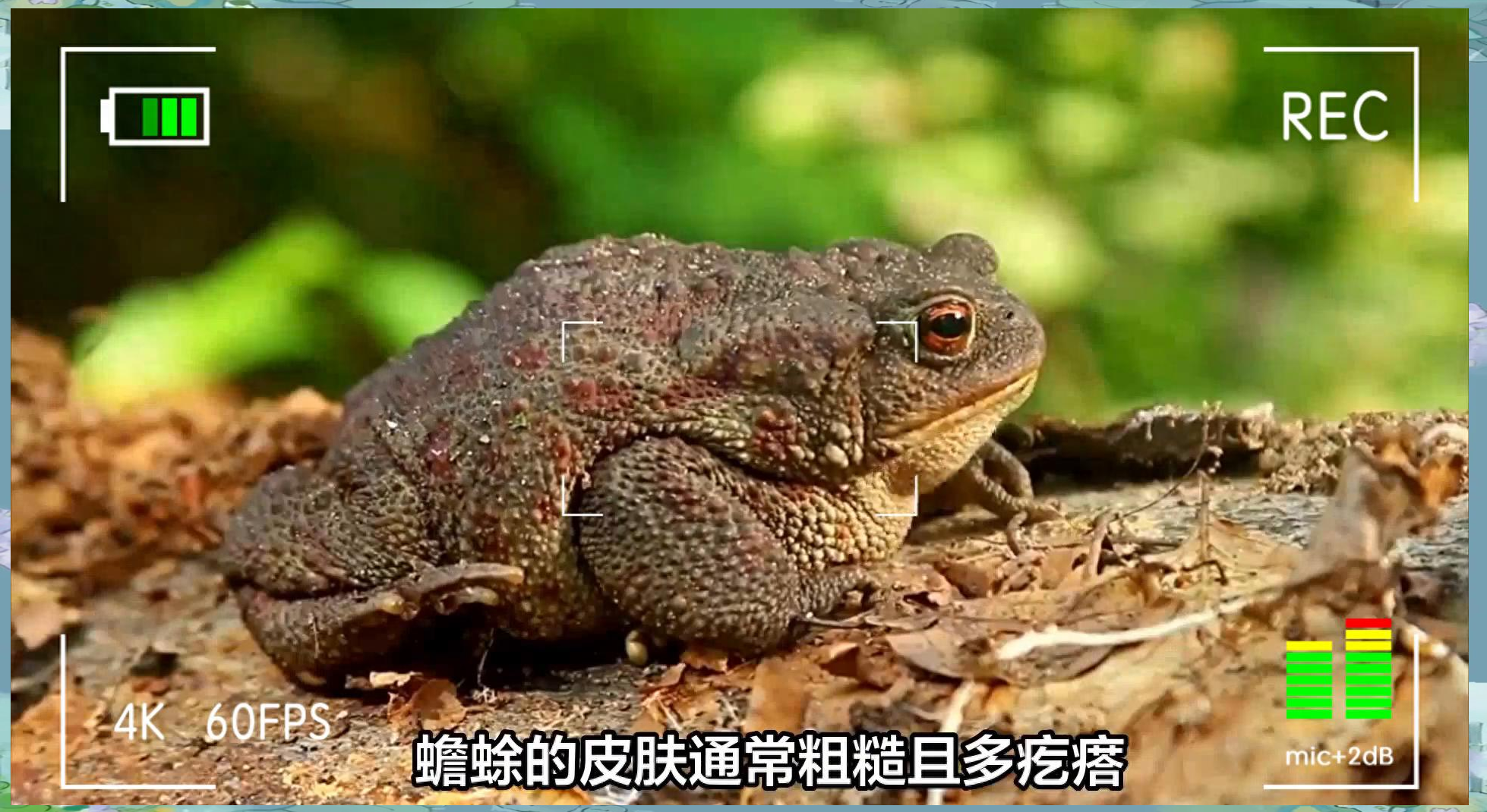 蟾蜍与青蛙的全面对比:外观特征与生活习性