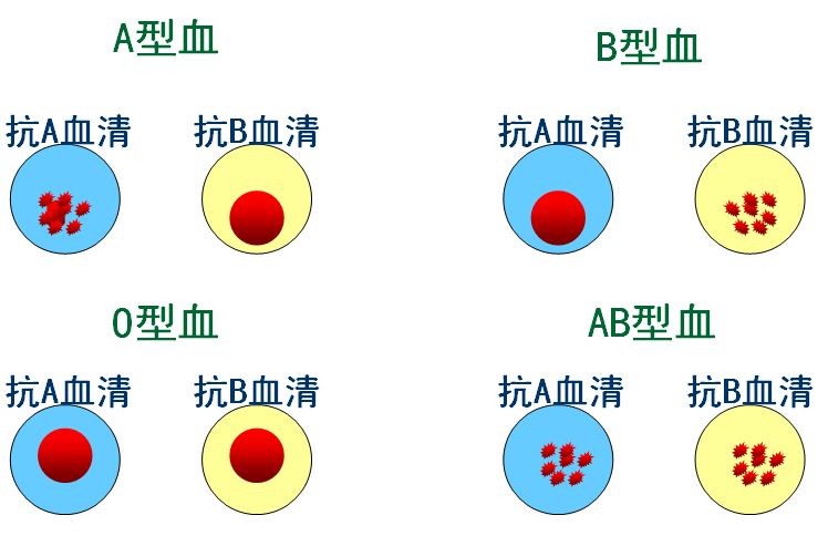 胖瘦和血型有关?"这种"血型的人,减肥或许不太容易
