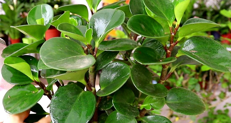 喜阴的室外植物花卉有哪些