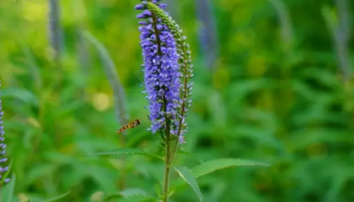 穗状花序的植物有哪些
