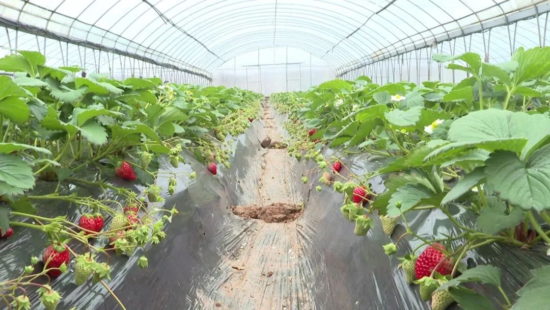 大棚草莓长势旺助农增收暖寒冬