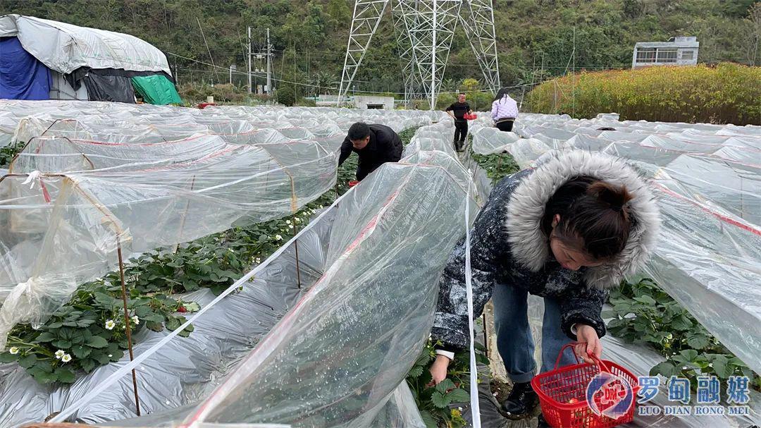 罗甸县罗悃镇:能人带头发展产业"小草莓"蓄力乡村振兴