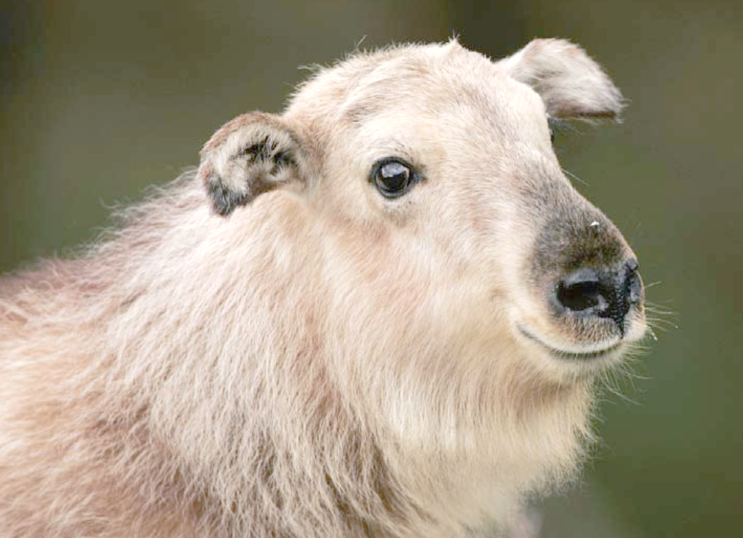 小羚牛的犄角尖而短,宛如孩童头顶的抓髻,显得稚嫩而可爱