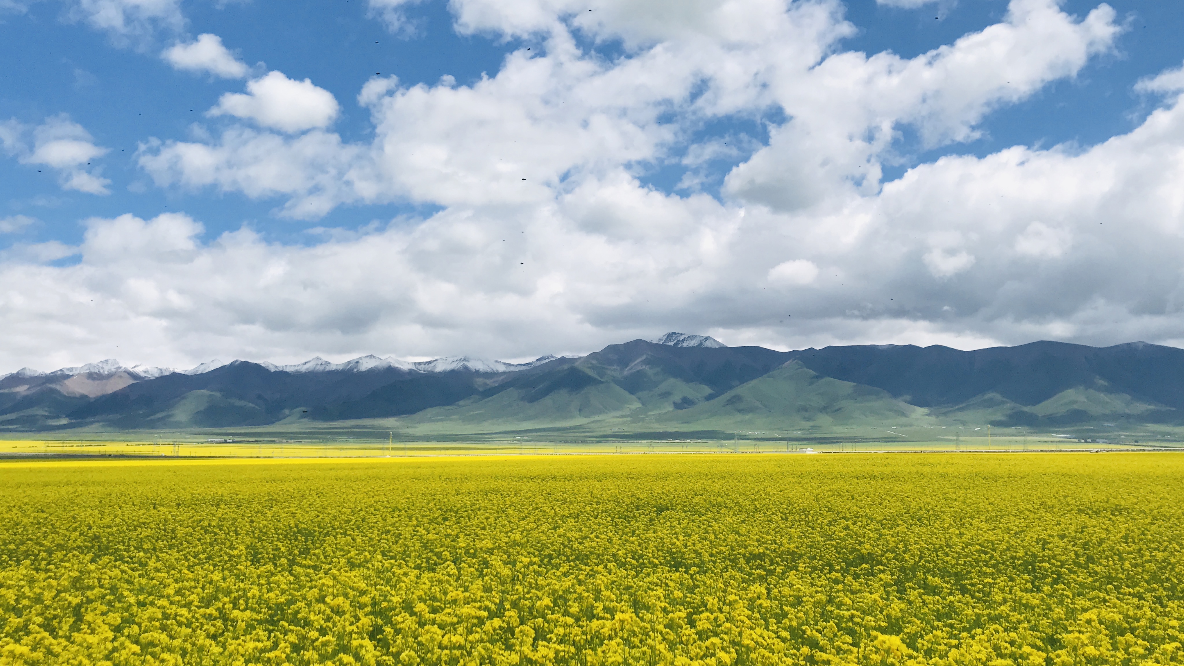 七月盛夏!相聚金色门源,共赴花海之约!