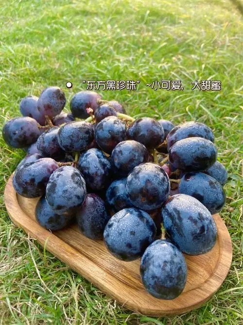 黑加仑是葡萄吗?
