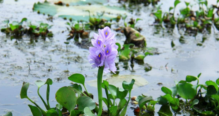 水葫芦开花预兆什么