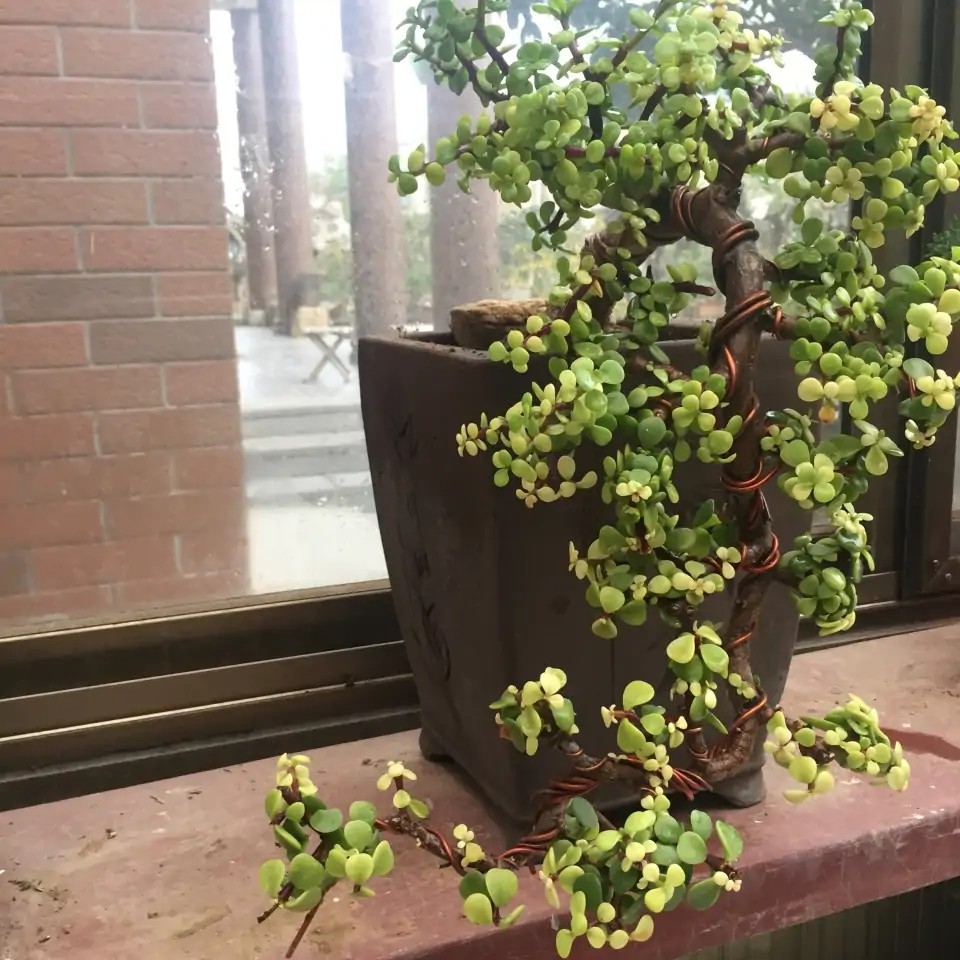 有名的"12种旺财花",吉祥又大气,养成老桩更"旺家"