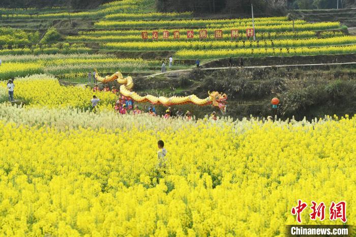 重庆菜花节:村民舞龙迎客 市民赏花踏青