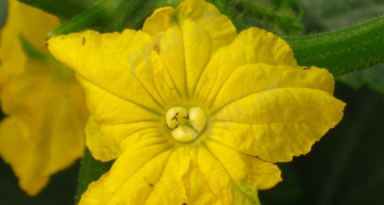 黄瓜雌花结构图图片