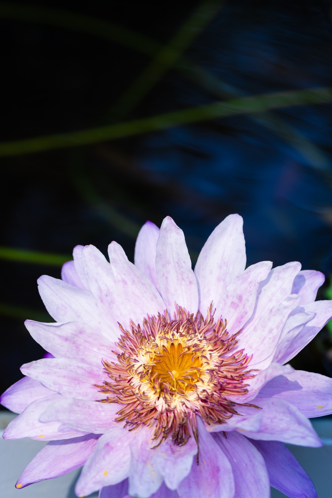 辰山睡莲唯美壁纸已上线,快收藏!