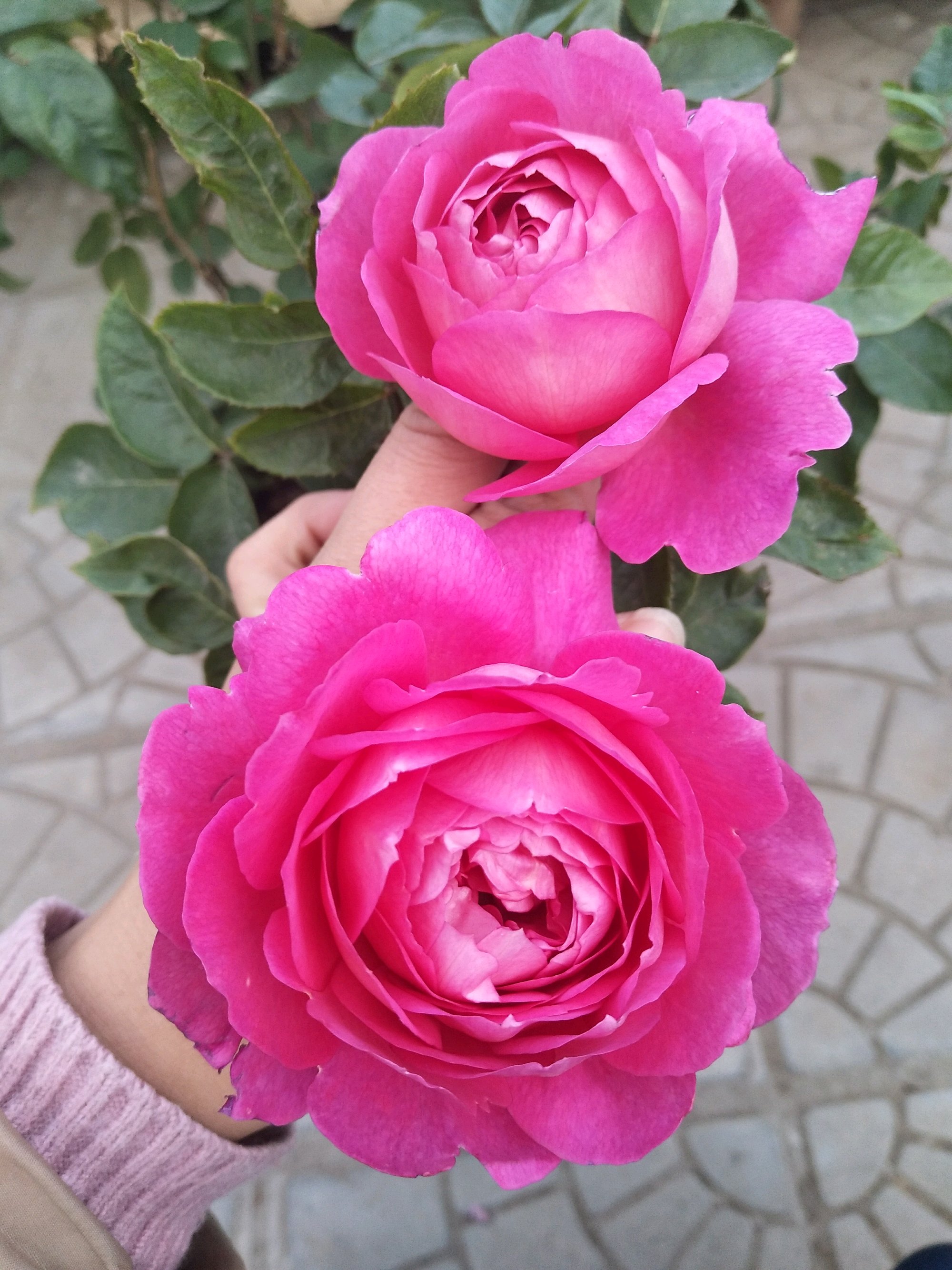 月季"花宫娜"—花美若牡丹,浓香四溢,多季节花开,阳台也能养