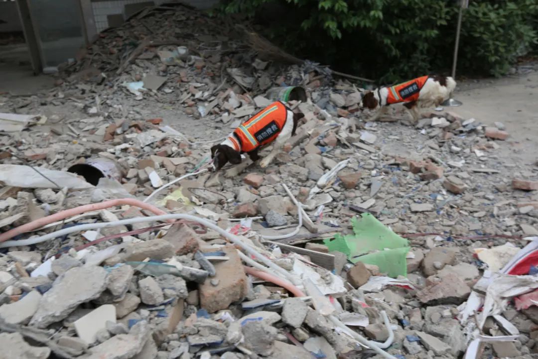 72小时全程实战!淮北消防2022年度地震救援实战拉动演练震撼来袭