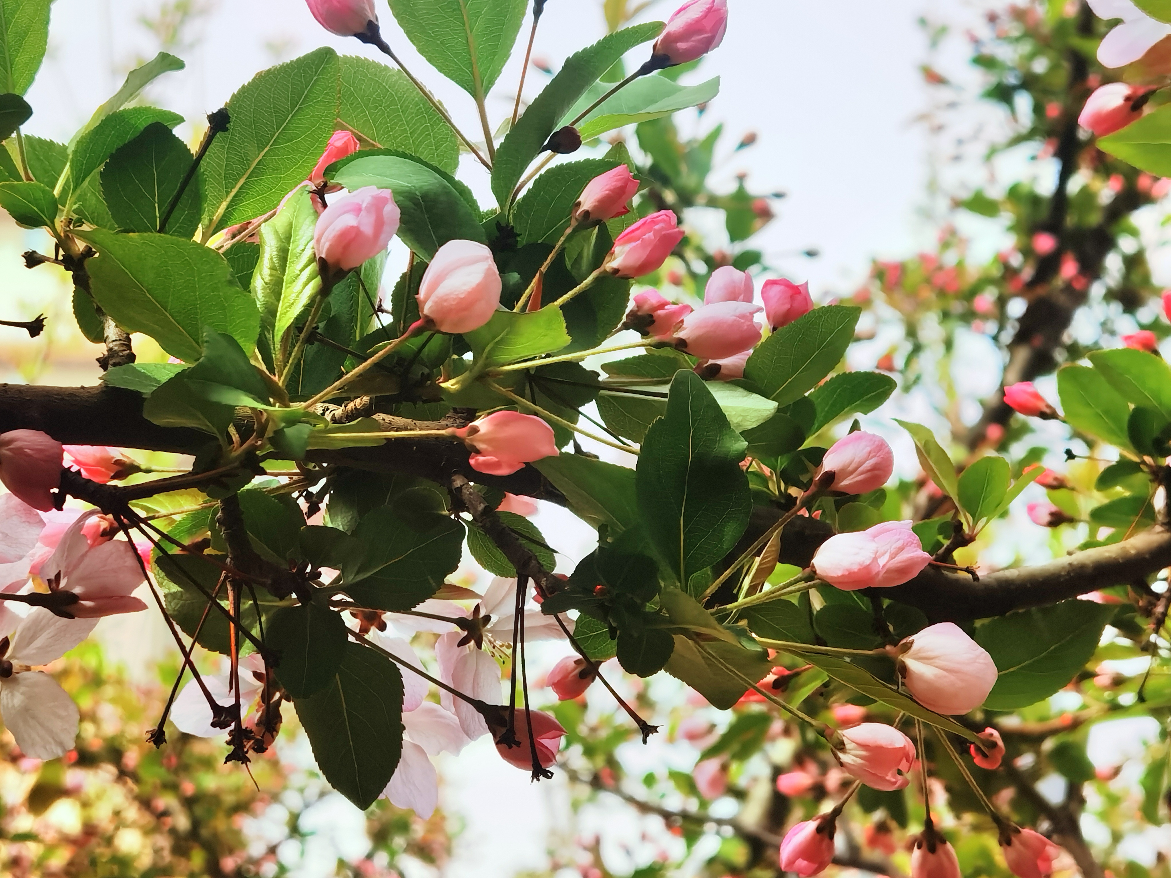 西平海棠:半开时节最妖娆